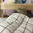 하몽