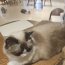 고양이사랑채 이미지