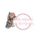 어쭈구리왕문어 구미점 선물세트 택배 내돈내산 솔직 후기 (시댁, 친정, 지인 선물 세트로 최고)