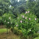 두레봉공원 이미지