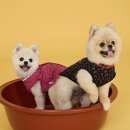 BYC | 사람 내복과 동일한 원단! 강아지 실내복 추천 BYC 김장조끼 후기