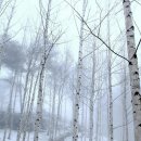 자작나무마을 이미지