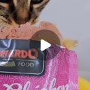 동그라미펫 이미지