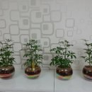 부천신흥초 이미지