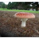 광대버섯 Amanita muscarina 이미지