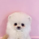 내품안의반려견 은평점 이미지