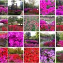 (마감)4월29일(토) 천호공원 철쭉 나들이 이미지