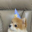 안나그루밍 이미지