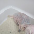 삐삐애견샵 이미지