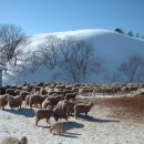 평원목장 이미지