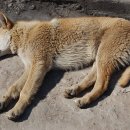 24시 센텀동물메디컬센터 연산점 이미지