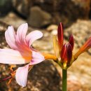 무주화원 이미지