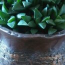 지와이팜 이미지