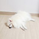 별이와콩이 이미지