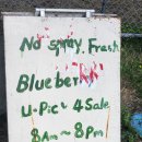 성화농장 | [밴쿠버 일상] 무농약 한인농장 블루베리 유픽 토마스 블루베리 팜 Thomas Blueberry Farm U-Pick No Spray