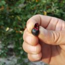 호구농장 이미지