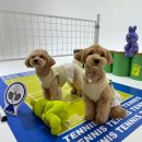 레이크펫스튜디오 이미지