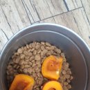 와일드캉갈 이미지