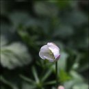들꽃세상 - 남양주시 봉현로 20 | 들꽃세상