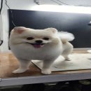 숲속애견샵 이미지