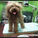 쁘띠 펫 살롱 이미지