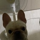 프불하우스 이미지