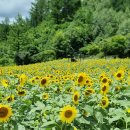 구와우농장 | 태백 해바라기축제가 한창인 구와우마을 방문 후기, 주차 및 입장료 정보
