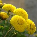 없는것이없는가게 이미지