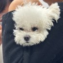 라퓨클레르 동물피부클리닉 이미지