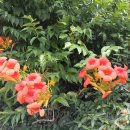 카페다올 이미지