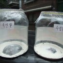 국산밀가루와 수입밀가루 개미실험 - 오마이뉴스 이미지