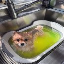 춘천애견미용학원 이미지