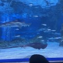 아쿠아리움 이미지