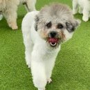 마마스미독펜트하우스 광주애견유치원&애견호텔 본점 이미지