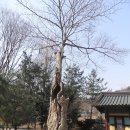 서운산 이미지