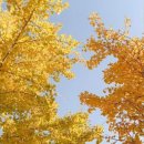 선샤인퍼피 이미지