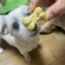 댕꼽시계 이미지