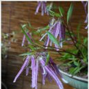 홍사초롱 이미지