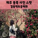 선흘1리낙선동경로당 | 제주 동쪽 여행 코스 4월 겹동백과 홍매화를 볼 수 있는 선흘리 사진 스팟 (+겹벚꽃)