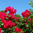 장미공원 주차장 이미지