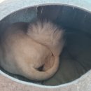 도리신닭도리탕도량봉곡점 이미지