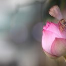 연꽃향기 이미지