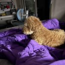 나밍밍 강아지네 이미지