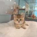 프리펫 강아지분양 고양이분양 천안본점 | 평생 반려묘 천안고양이분양은 퍼스트캣에서