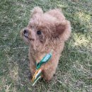 딩가댕댕 이미지