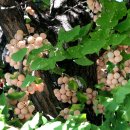 은행나무경로당 이미지