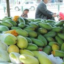 파란망고 이미지