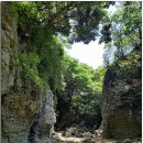 제주 안덕계곡 상록수림 이미지