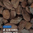 바크