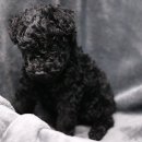 제주 애견 아가야 이미지